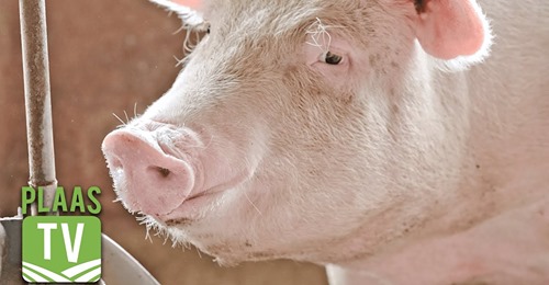 SwiNE Nutrition Management, pig nutritionists, pig feeding programs, SwiNE