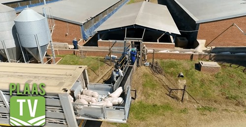 SwiNE Nutrition Management, pig nutritionists, pig feeding programs, SwiNE