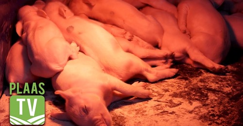 SwiNE Nutrition Management, pig nutritionists, pig feeding programs, SwiNE
